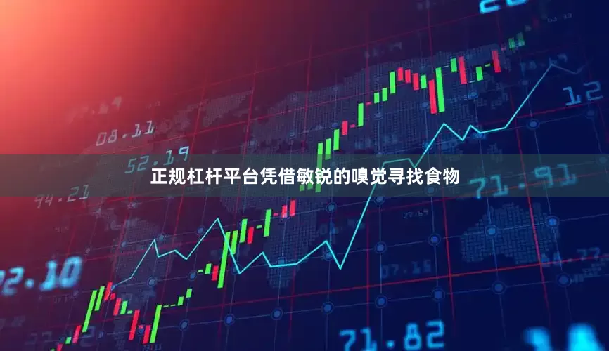正规杠杆平台凭借敏锐的嗅觉寻找食物